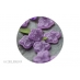 Violette
