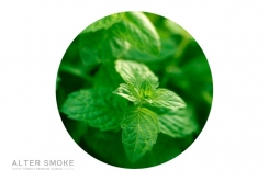 Menthe