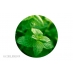 Menthe