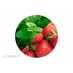 Menthe Fraise
