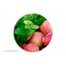 Menthe Pomme